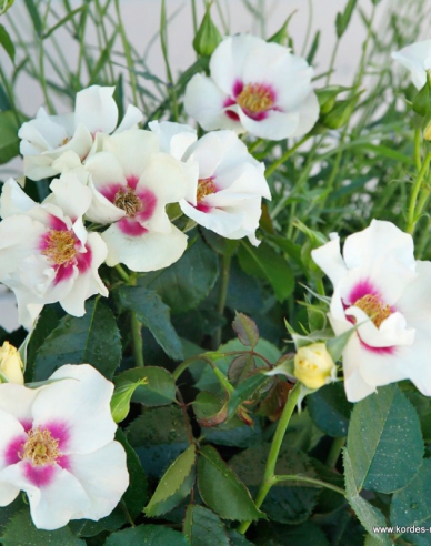 Rose SEE YOU in Lila