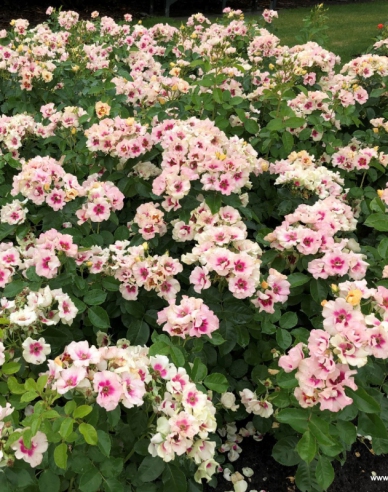 Rose SEE YOU in Lila