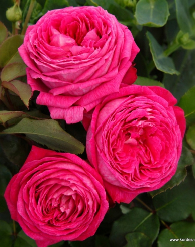 Rose Freifrau Caroline