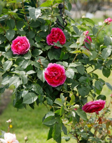 Rose Freifrau Caroline