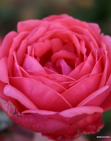 Rose Gartenprinzessin Marie - Jose