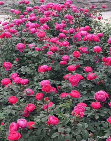 Rose Gartenprinzessin Marie - Jose