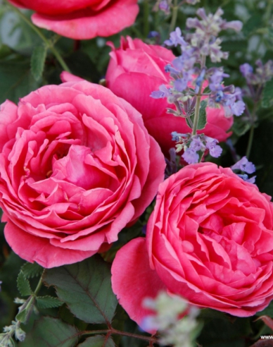 Rose Gartenprinzessin Marie - Jose
