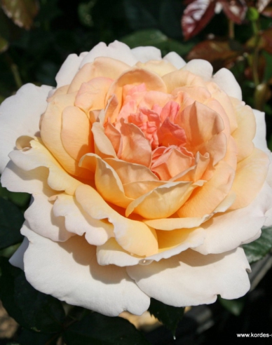 Rose Großherzogin Luise