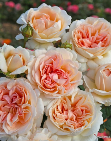 Rose Großherzogin Luise