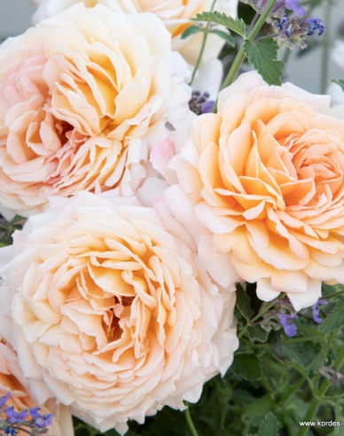 Rose Großherzogin Luise