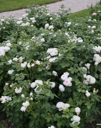 Rose Herzogin Christiana