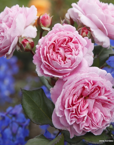 Rose Rosengrafin Marie Henriette