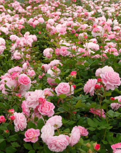 Rose Rosengrafin Marie Henriette