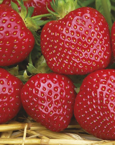 Erdbeere Malwina spät