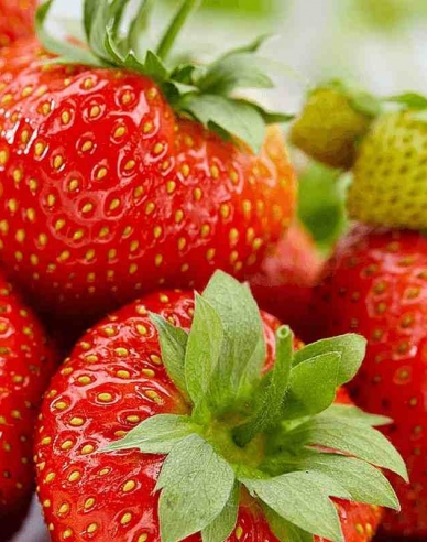 Erdbeere Aromas  immertragende