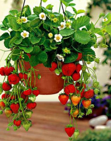 Erdbeere Mara de Bois