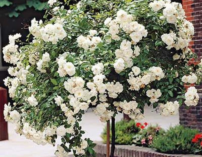 Baumrose "Schneewittchen"