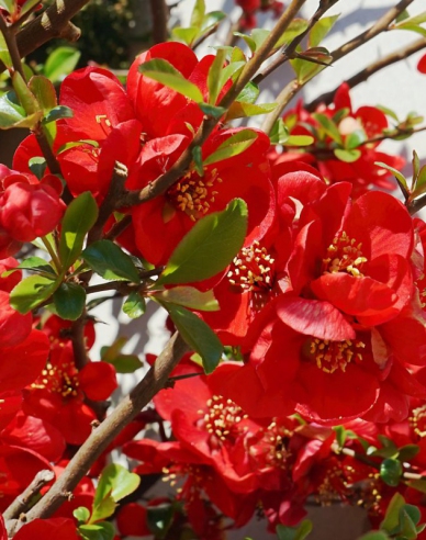 Japanische Quitte Cido