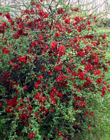 Japanische Quitte Cido