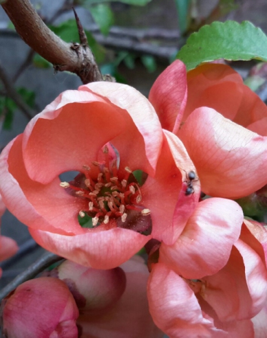 Japanische Quitte Sargentii