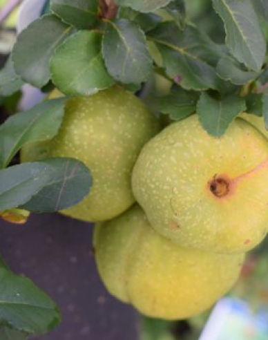 Japanische Quitte Sargentii