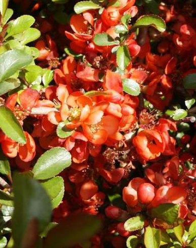 Japanische Quitte Sargentii