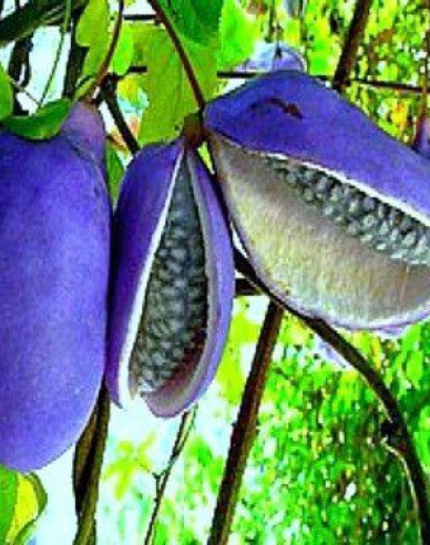 Dreiblättrige Akebie