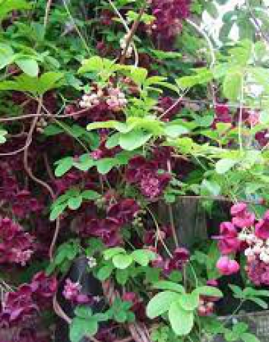 Dreiblättrige Akebie