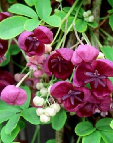 Dreiblättrige Akebie