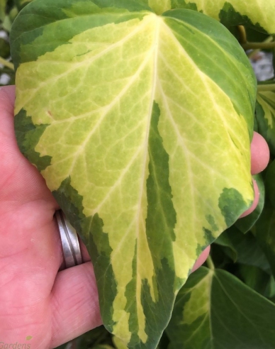 Kaukasischer Efeu Sulphur Heart