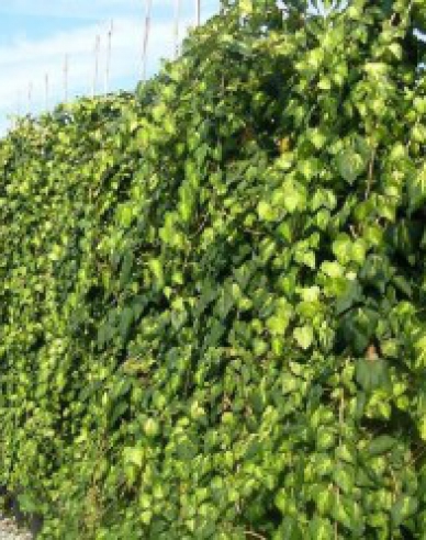 Kaukasischer Efeu Sulphur Heart