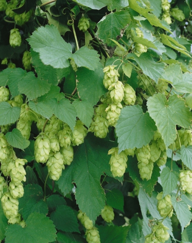 Hopfen (Humulus lupulus)