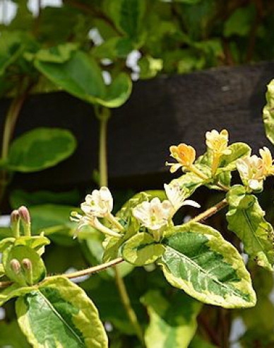 Japanische Geißschlinge Kogel-Mogel