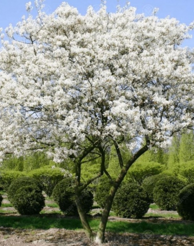 Kupfer-Felsenbirne 100/125cm