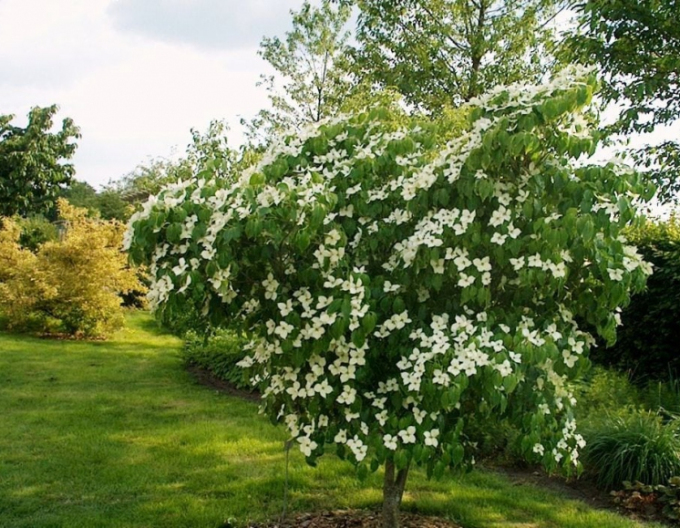 Japanischer Hartriegel China Girl (Cornus cousa China Girl)