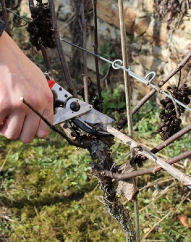 FELCO 8 Gartenschere