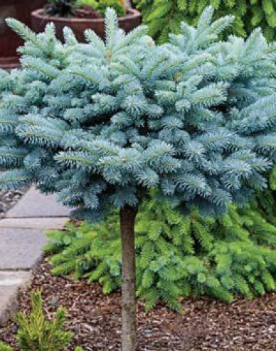 Fichte ´Glauca Globosa´ Stämmchen