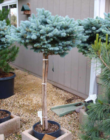 Fichte ´Glauca Globosa´ Stämmchen