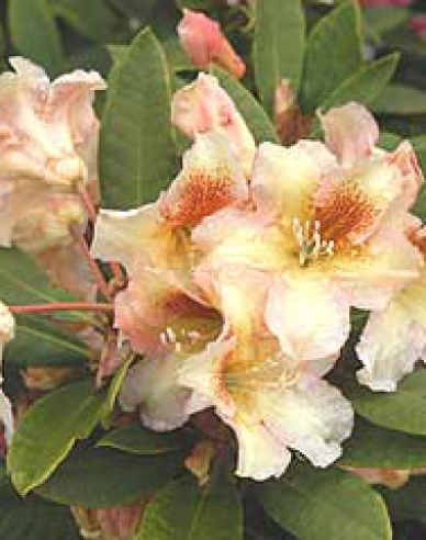 Rhododendron Bernstein