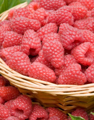 Himbeere rot Tulameen