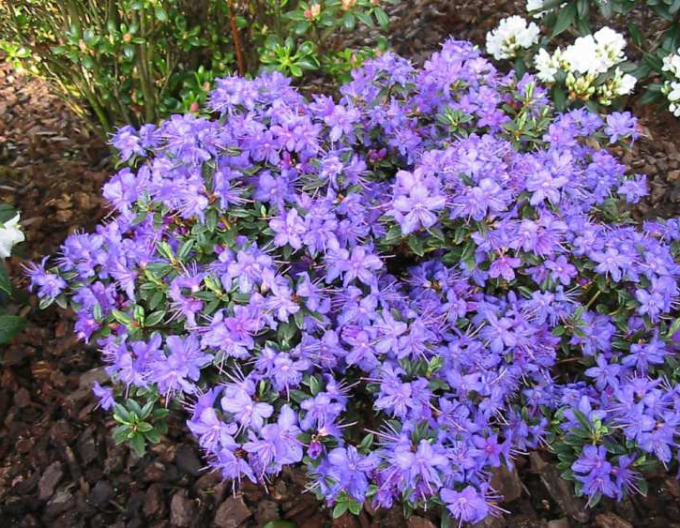 Rhododendron Saint Merryn