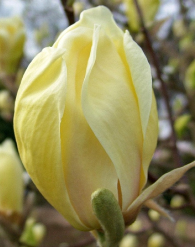Magnolie Gelbe Laterne