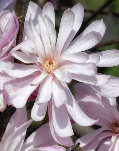 Magnolie St. Waterlily