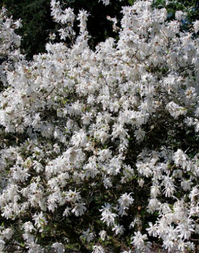 Magnolie St. Waterlily