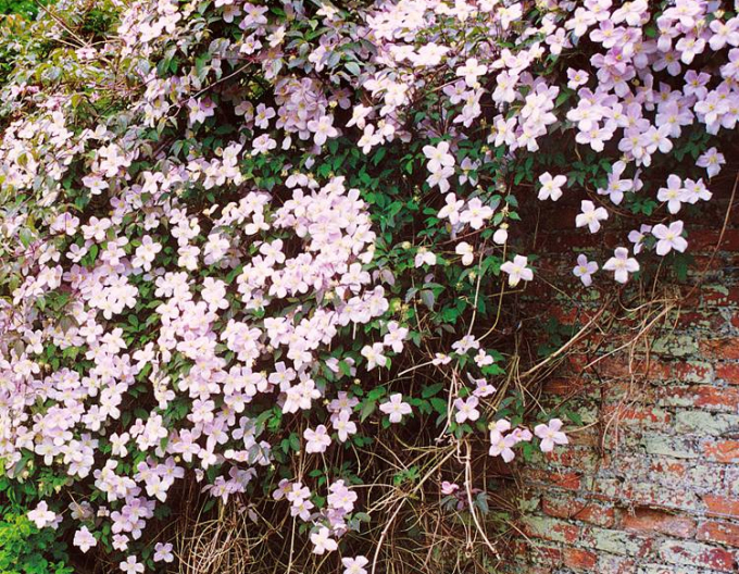 Clematis Rubens