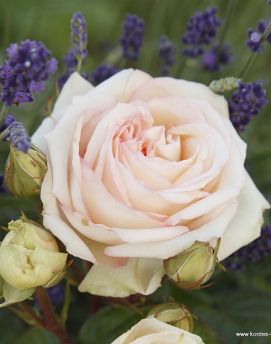 Rose Madame Anisette