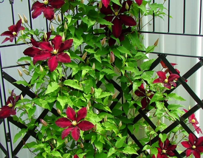 Clematis Stasik