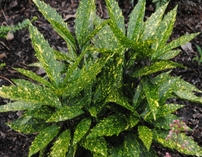 Aukuba japonica Variegata