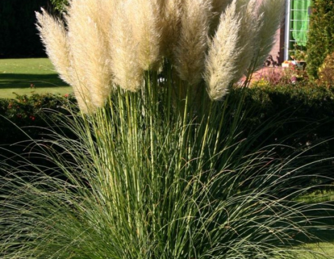 Pampasgras ´White Plume´