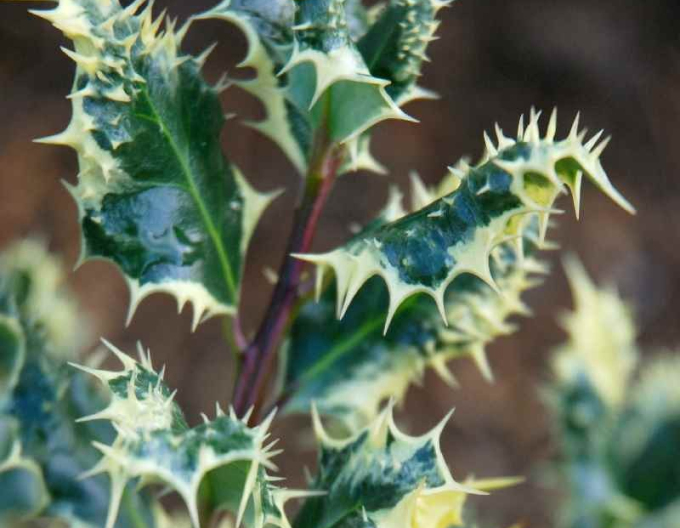 Stechpalme Ferox Argentea