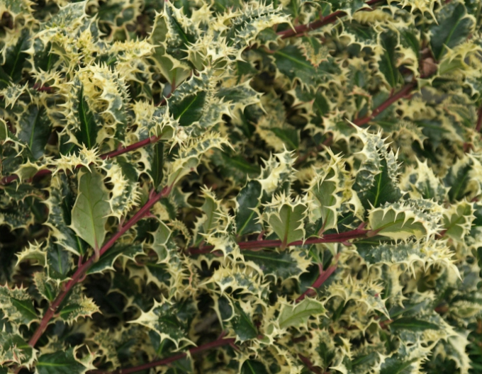 Stechpalme Ferox Argentea
