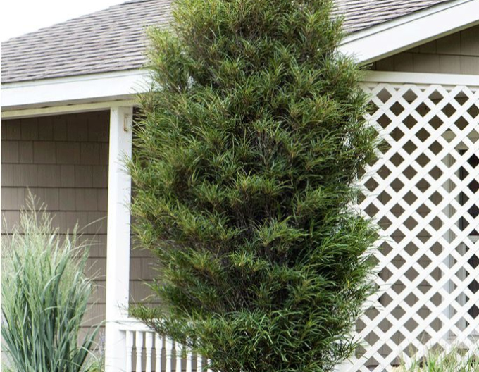Faulbaum Fine Line