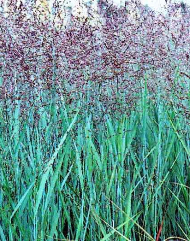 Ruten-Hirse "Heavy Metal"