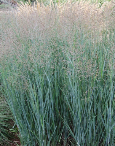 Ruten-Hirse "Heavy Metal"